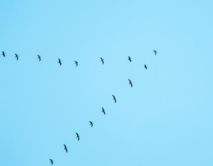 Flock of wild birds flying in a wedge against blue sky