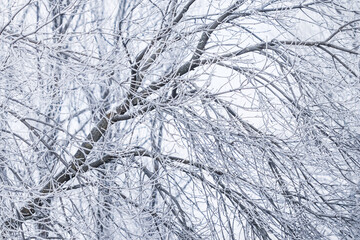 Background of tree branches covered with frost. Landscape of nature with fog and white snow