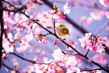 春の訪れと可愛いメジロ