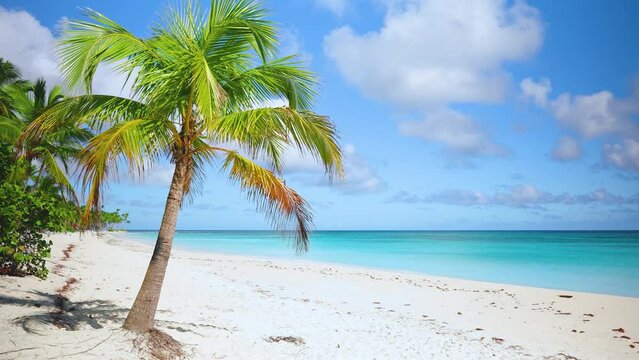 Bright palm tree on a Caribbean beach with white sand and blue sea on a summer sunny day. Dominican Republic, Saona island, nobody, copy space. Travel to tropical paradise. Camera is moving around.