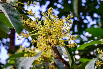 Avocado tree with yellow flowers