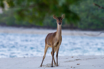 a deer walks along side the beach and posing in front of camera