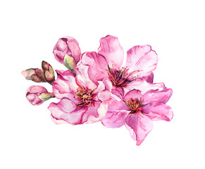 Spring cherry blossom elements, pink sakura flowers, floral apple bouquet. VectoAr watercolor beautiful flower