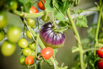 Big purple tomato growing on a branch in a greenhouse