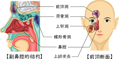 Obraz premium 副鼻腔 構造 イラスト