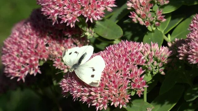 Female European Large Cabbage White butterfly (Pieris brassicae) feeding on a flower.
