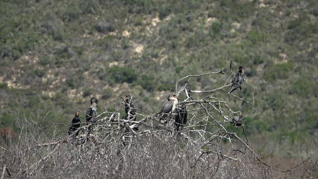 Reed Cormorants on dry bush, Africa,2023 
Sedgefield  Lake, South Africa, 2023 
