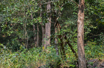 Small forest with young trees