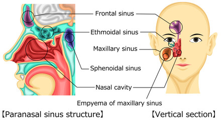 Obraz premium 副鼻腔 構造 イラスト