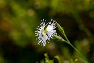 Dianthus hyssopifolius growing in mountains	