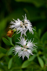 Dianthus hyssopifolius growing in mountains	