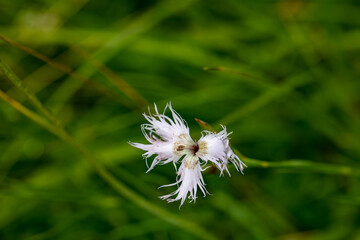 Dianthus hyssopifolius growing in mountains	