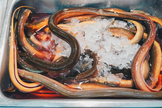 Fresh cleaned raw cut eel with ice in market.
