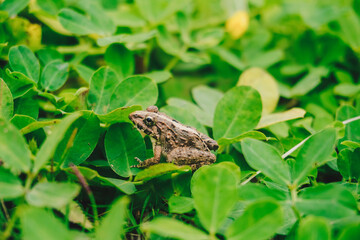 Obraz premium A photo of Fejervarya limnocharis or Asian grass frog or rice field frog