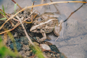 Obraz premium A photo of Fejervarya limnocharis or Asian grass frog or rice field frog