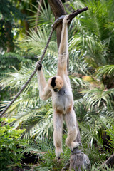 the female white faced gibbon is hanging onto a tree with her arms
