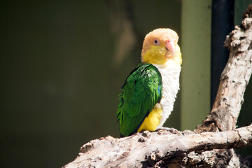 the white bellied caique is perched on a tree