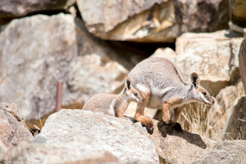 the yellow footed rock wallaby and her joey are climbing a rocky hill