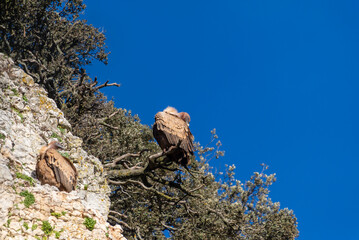 An Eurasian griffon vulture perched on a tree branch next to a rocky cliff