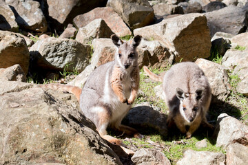 the yellow footed rock wallaby is is an Australian marsupial - obrazy, fototapety, plakaty