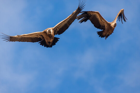 A couple of Eurasian griffon vultures in flight. Taken in Burgos, Spain, in January 2023.