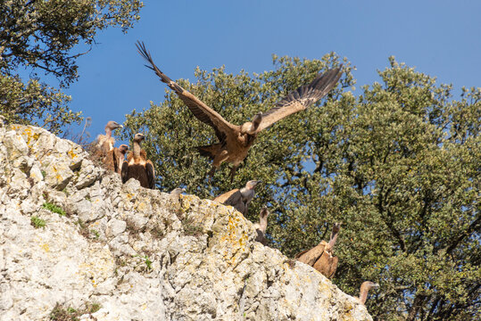 A Eurasian griffon vulture takes off from a rock cliff leaving some other individuals behind. Taken in Burgos, Spain, in January 2023.