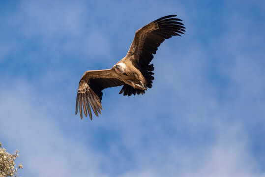 A flying Eurasian griffon vulture as seen closely from below. Taken in Burgos, Spain, in January 2023.