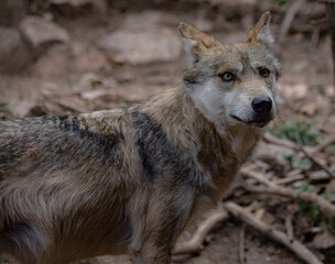 Mexican Gray Wolf