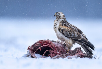 Common buzzard bird ( Buteo buteo ) on dead animal