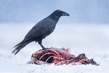 Raven bird eating dead animal in winter scenery