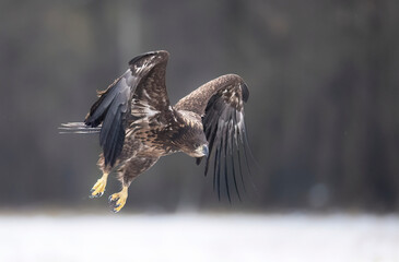 Sea eagle or white tailed eagle ( Haliaeetus albicilla)