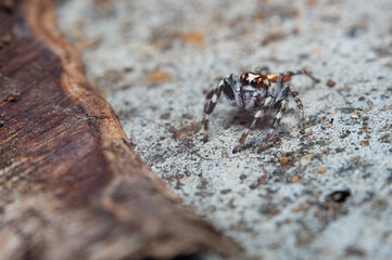 spider on the ground