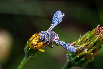 wasp on a flower