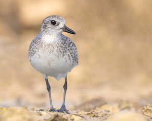 Grey Plover at the beach