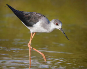 Black-winged stilt