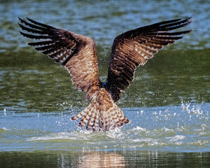Osprey wings