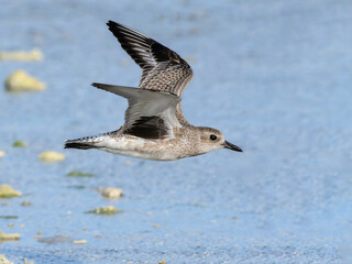 Grey plover in flight