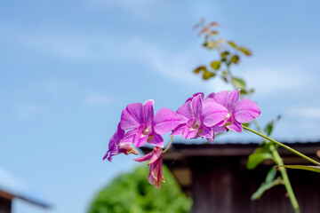purple orchid is blooming with blue sky background