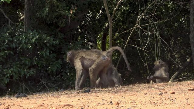 Savanna Baboon Mating near young's, South Africa
Panorama road, South Africa, 2023 
