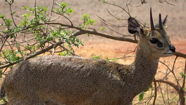 Klipspringer in savannah, South Africa
Panorama road, south Africa, 2023
