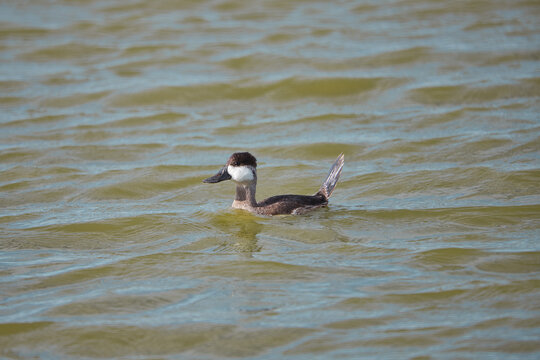 Relaxed Duck Floats on a Murky Lake