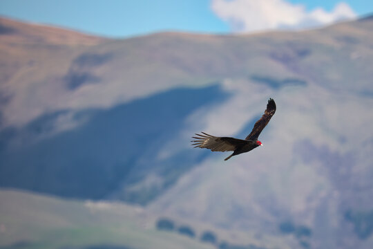 Majestic Flight: A California Condor in Front of the Mountains