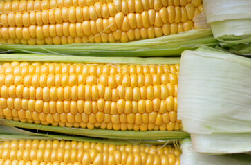 Open ears of ripe corn