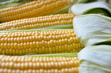 Open ears of ripe corn