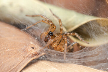 Funnel weaver spider, Textrix sp., waiting for preys on a sunny day