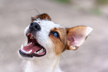 Portrait of dog breed Jack Russell with open mouth. Shallow depth of field. View from above. Horizontal.