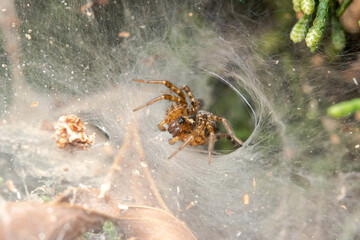 Funnel weaver spider, Textrix sp., waiting for preys on a sunny day
