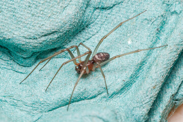 Male of cupboard spider, Steatoda grossa, looking or preys