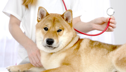 dog and stethoscope, the concept of a veterinary clinic