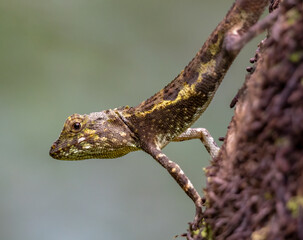 Okinawa tree lizard and green background